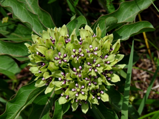 {Asclepias viridis}
